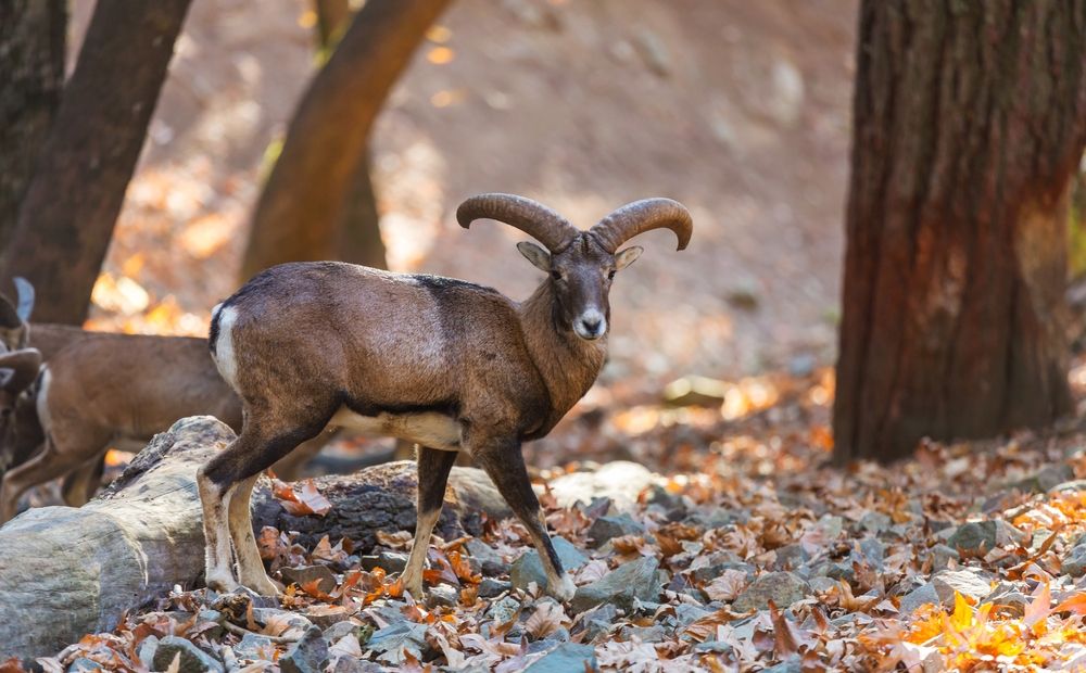 Ода муфлону