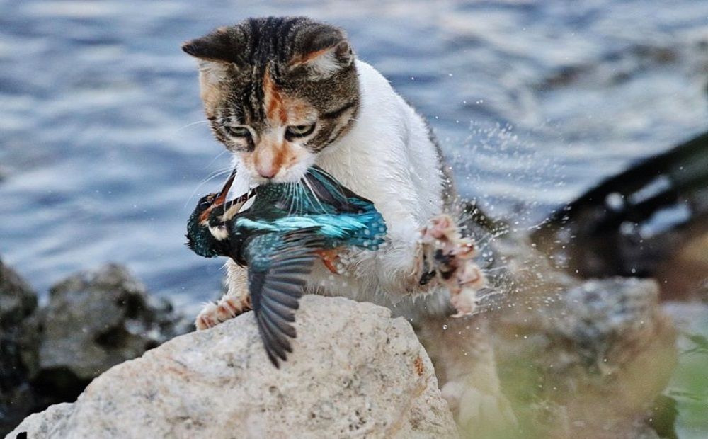 Кошек приручили на Кипре?